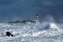 Rough seas at Creac'h lighthouse during Storm 'Ruth', Ile d'Ouessant, Armorique Regional Park, Iles du Ponant, Finistere, Brittany, France, Iroise Sea. 8th February 2014.  France, Bretagne, Finister...