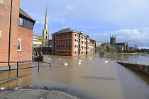 Flood-water from the River Severn with Mute swans (Cygnus olor) during the record breaking 2014 floods. Worcester Cathedral, Brown's Restaurant and the Glover's Needle in the background. England, UK,...