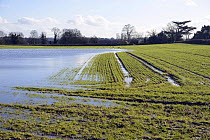 Floodwater on arable field with winter wheat, Herefordshire, England, UK, 11th February 2014.