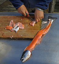 Fisherman preparing Salmon (Salmonidae), Finnmark, Norway, June.