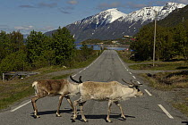 Reindeer (Rangifer tarandus) crossing the road, Finnmark, Norway, June.