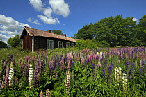 Cottage with lupin (Lupinus) growing, Sweden, June.
