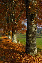 Autumnal Beech (Fagus sylvatica) trees, France, November.