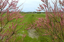 Breton Marsh with flowering Tamarisk (Tamarix), France, May.