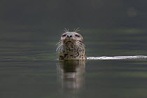 Common Harbour Seal (Phoca vitulina) in sea, British Columbia, Canada, June.