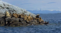 Steller Sea Lion (Eumetopias jubatus) colony, British Columbia, Canada, June.