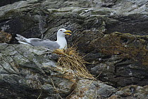 Western Gull (Larus occidentalis) adult nesting, British Columbia, Canada, June.