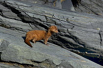 American Mink (Mustela vison) on rocks, British Columbia, Canada, June.