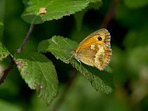 Gatekeeper butterfly (Pyronia tithonus), Breton Marsh, France, July.