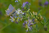 Common Blue butterfly (Polyommatus icarus) on alfalfa (Medicago sativa) flower, Vendée, France, July.