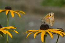 Meadow Brown butterfly (Maniola jurtina) on black-eyed-susans (Rudbeckia hirta) flowers, France, August.