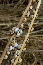 Snails on twigs, Atlantique Coast, Vendée, France, September.