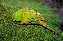 Antipodes Island Parakeet (Cyanoramphus unicolor) foraging in tussock grass (Poa litorosa) Antipodes Island, New Zealand.