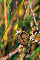 New Zealand Fernbird (Bowdleria punctata) in pakahi wetland. Okarito, Westland, South Island, New Zealand.