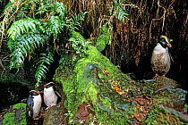 Fiordland Crested Penguin (Eudyptes pachyrhynchus) at nesting site in dense coastal forest. Codfish/Whenua Hou Island, New Zealand.