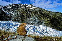 Kea (Nestor notabilis)  in alpine vegetation well above treeline, Fox Glacier, Westland National Park, South Island, New Zealand.