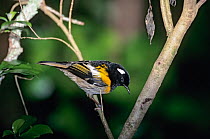 Stitchbird (Notiomystis cincta) male. Tiritiri Matangi Island Open Sanctuary, New Zealand