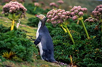 Yellow-eyed Penguins (Megadyptes antipodes) walking amongst Anisotome megaherbs. Enderby Island, Auckland Islands Group, New Zealand.
