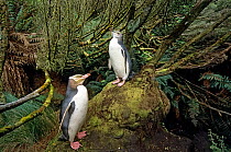 Yellow-eyed Penguin (Megadyptes antipodes) with chick, nesting in dense Dracophyllum forest. Northwest Bay, Campbell Island, New Zealand.
