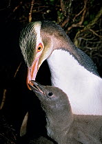 Yellow-eyed Penguin (Megadyptes antipodes) feeding chick, Sandy Bay, Enderby Island, Auckland Islands Group, New Zealand.