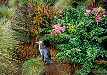 Yellow-eyed Penguin (Megadyptes antipodes) walking to nest amongst ferns and megaherbs. Capstan Cove, Northwest Bay, Campbell Island, New Zealand.