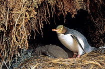 Yellow-eyed Penguin (Megadyptes antipodes) nesting in gully beneath ferns. Capstan Cove, Northwest Bay, Campbell Island, New Zealand.