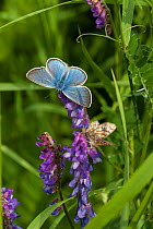 Amanda's blue butterfly (Polyommatus amandus) male, South Karelia, southern Finland, June.