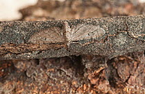 Angle-barred pug moth (Eupithecia innotata) Finland, April.