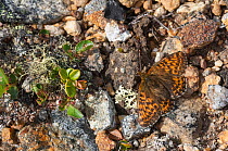 Arctic fritillary butterfly (Boloria chariclea) female, sunning on rocky ground, Lapland, Finland, July.