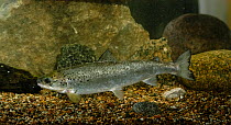 Atlantic salmon (Salmo salar) in aquarium, Finland, May.