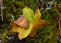 Barred sallow moth (Tiliacea aurago) on oak leaf in autumn, Aland Islands, Finland, September.