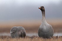 Bean goose (Anser fabalis) pair resting during migration, northern Finland, April.