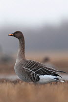 Bean goose (Anser fabalis) adult in spring, northern Finland, April.