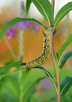Bedstraw hawk-moth (Hyles gallii) caterpillar, South Karelia, southern Finland, July.