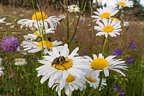 Bee beetle (Trichius fasciatus) on Ox eye daisies (Leucanthemum vulgare) Joutsa (formerly Leivonmaki), Finland, June.