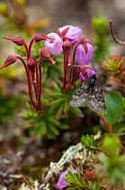 Black mountain moth (Glacies coracina) on flower, Lapland, Finland, July.