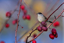 Blackcap (Sylvia atricapilla) male in autumn with rose hips, central Finland, October.