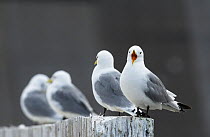 Black-legged Kittiwake (Rissa tridactyla) adults lined up on concerete wall with one calling, Norway