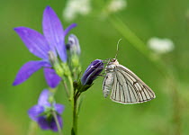 Black-veined moth (Siona lineata) on Campanula flower, central Finland, June.