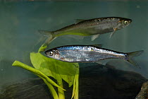 Bleak fish (Alburnus alburnus) in aquarium, central Finland.