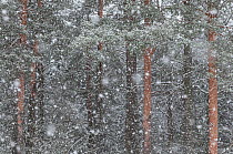 Blizzard in taiga forest, central Finland, February.