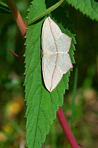 Blood-vein moth on leaf (Timandra comae) South Karelia, southern Finland, June.