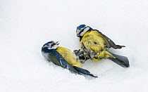 Blue tit (Parus caeruleus) adults fighting, Joutsa (formerly Leivonmaki), Finland, February.