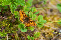 Bog fritillary butterfly (Boloria eunomia) male, central Finland, June.