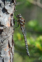 Bog hawker dragonfly (Aeshna subarctica) female, Joutsa (formerly Leivonmaki), Finland, June.