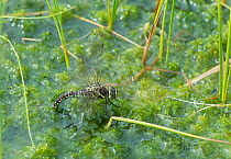 Bog hawker dragonfly (Aeshna subarctica) female laying eggs, Joutsa (formerly Leivonmaki), Finland, June.