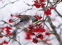 Bohemian waxwing (Bombycilla garrulus) flying with rowan berry, central Finland, October.