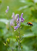 Aconite bumblebee (Bombus consobrinus) in flight to flower, eastern Finland, July.