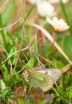 Booth's Sulphur butterfly (Colias tyche) female, Lapland, Finland, July.