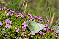 Booth's Sulphur (Colias tyche) female feeding, Lapland, Finland, July.